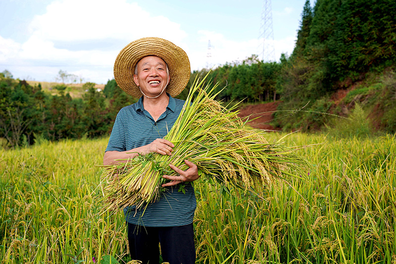 村民喜獲豐收。