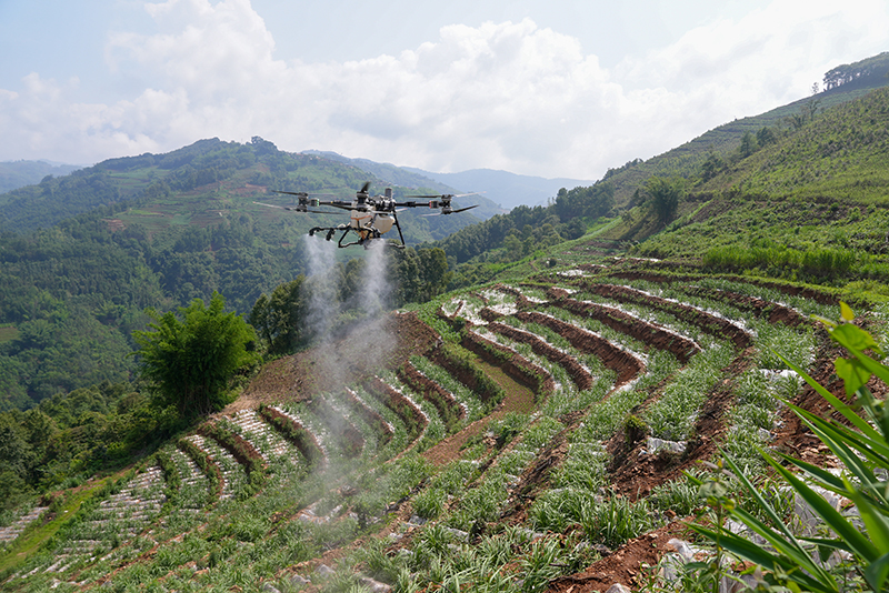 在西盟县勐卡镇莫美村的甘蔗地里，嫩绿的甘蔗长势喜人，几架植保无人机正低空飞行，机翼下喷出的雾帘均匀浸润蔗田。刁弘智摄