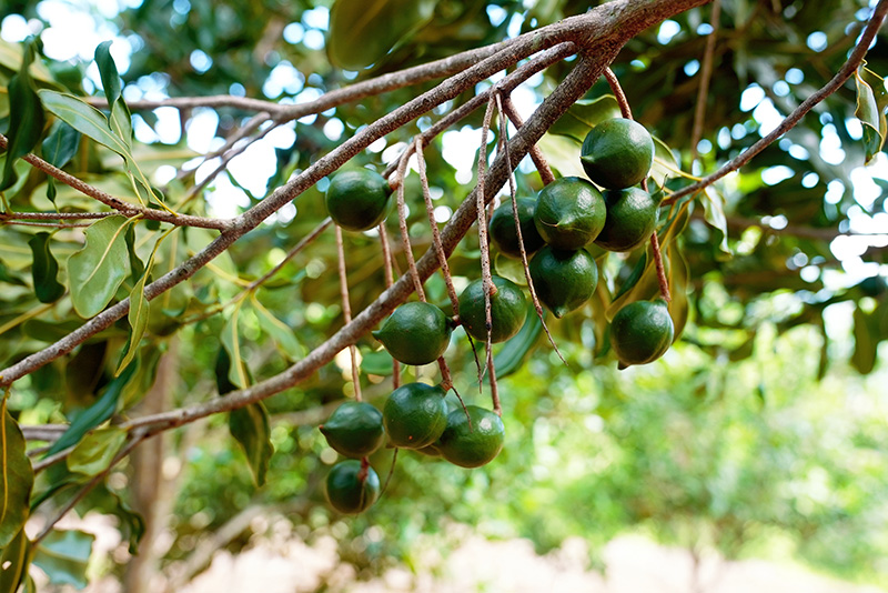 挂在枝头的坚果。陈龙汝男