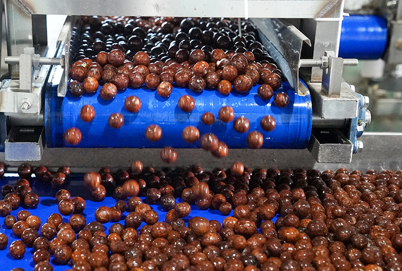 青果经过脱皮、清洗、分色、剥壳、浮选、烘烤等工序后,变成棕色的壳果。刁弘智摄