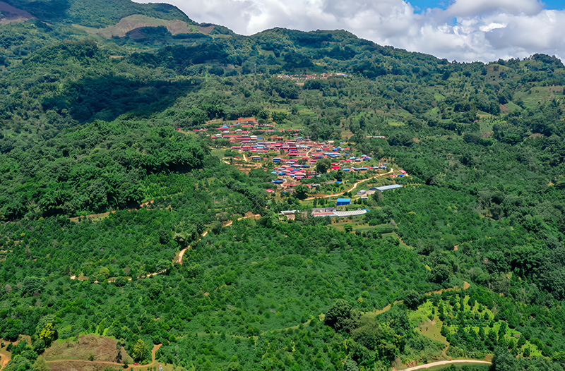 西盟县力所乡坚果林。刁弘智摄