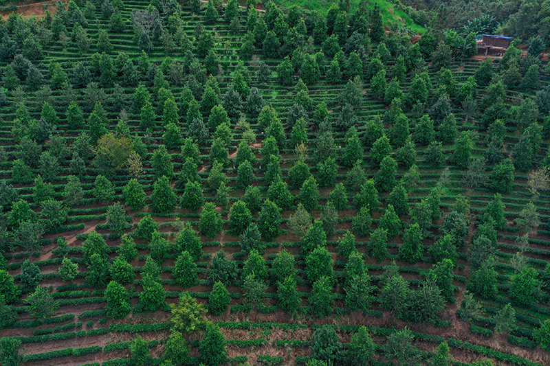 西盟县的澳洲坚果林。-西盟县融媒体中心供图