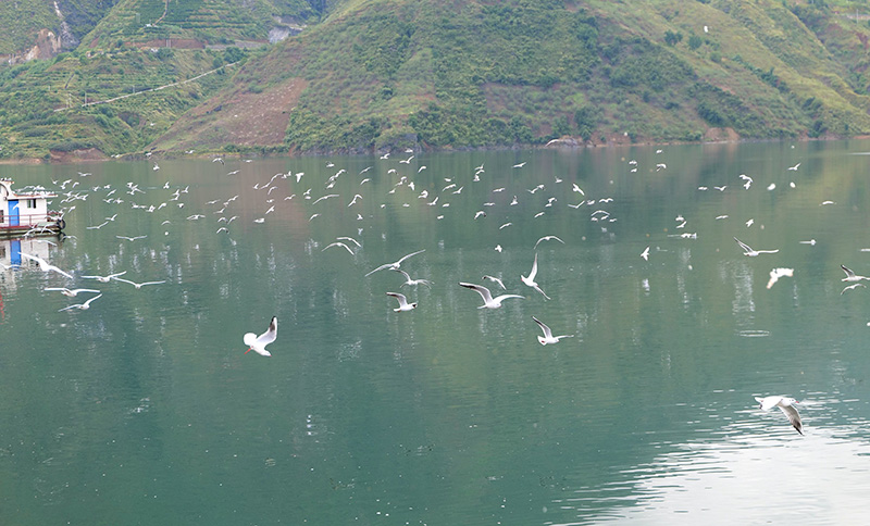 红嘴鸥在江面盘旋-2025年11月4日摄