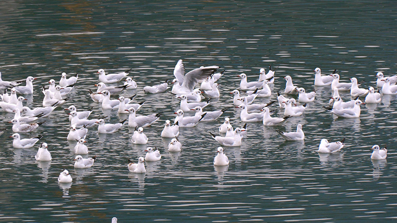 红嘴鸥在江面休憩。