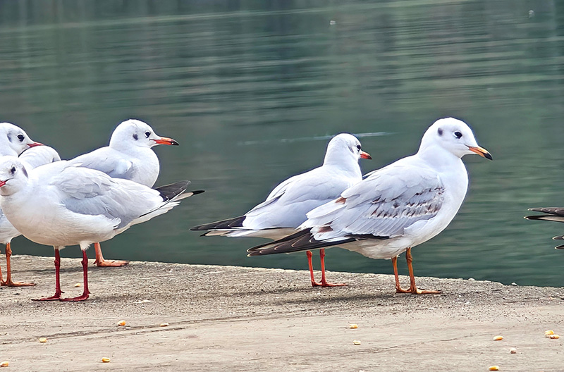 红嘴鸥在江畔觅食。
