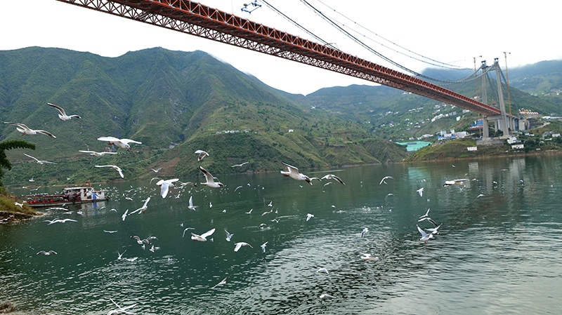 红嘴鸥展翅翩跹。