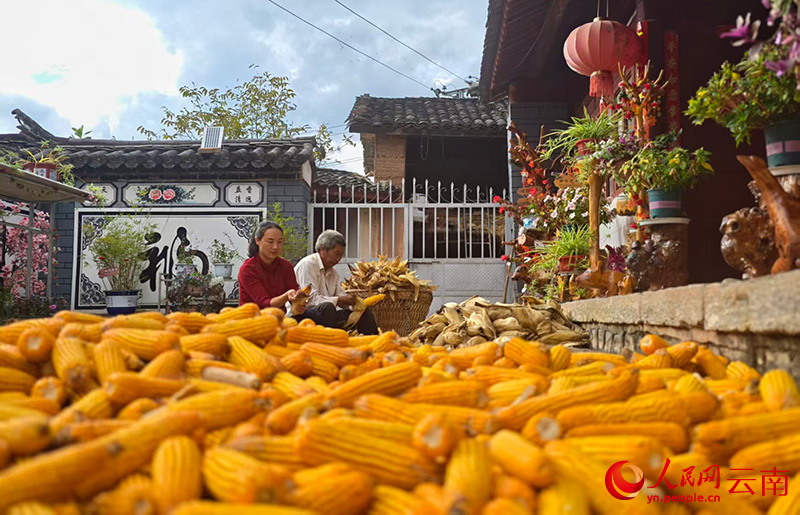 【4】村民杨贵金(右)家的小院里堆满丰收的玉米。人民网-尹馨摄