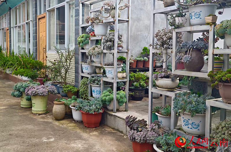村民自发购买多肉植物装点小院。人民网 尹馨摄