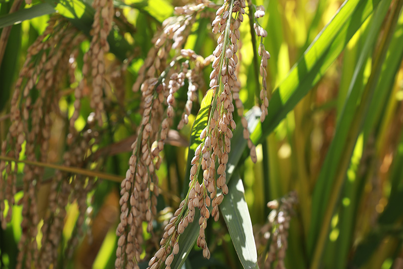 成熟的稻谷。