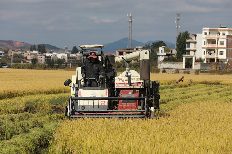正在收割水稻。