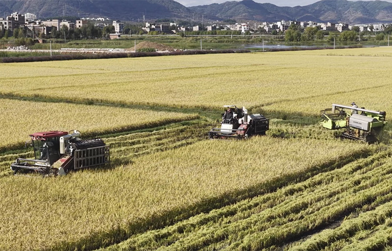 机械化收割水稻。