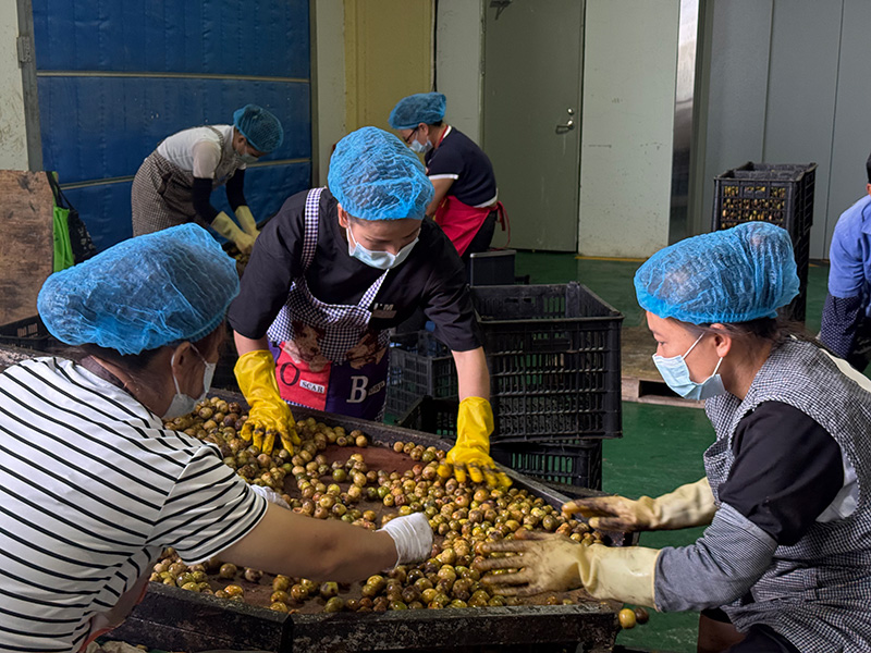 工人们在分拣野生南酸枣。