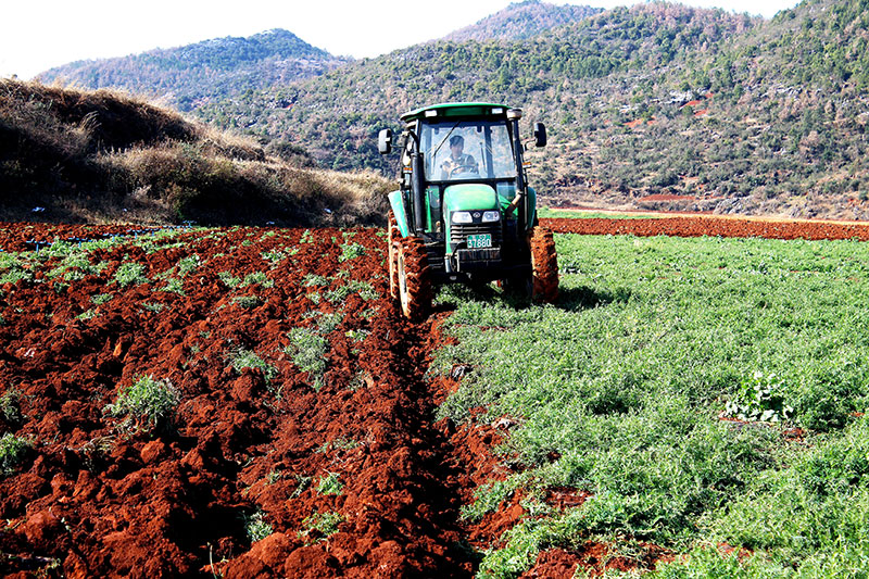 农田里使用绿肥提高土壤肥力（资料图）。杨祖恒摄