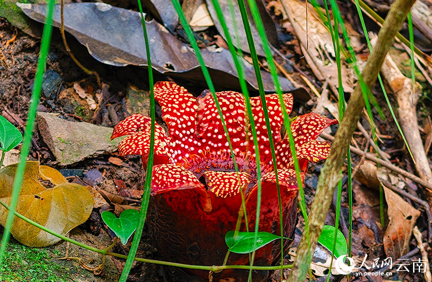 盛开的寄生花。罗宗强摄