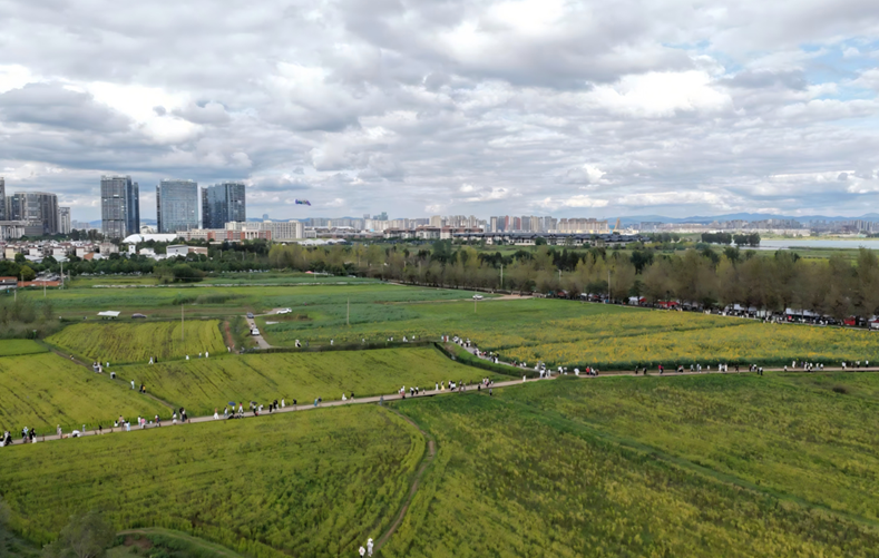 福保半岛农田观景区。