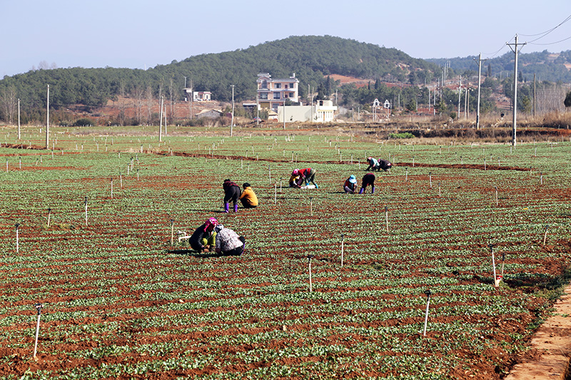 农户正在地里打理蚕豆苗。杨祖恒摄