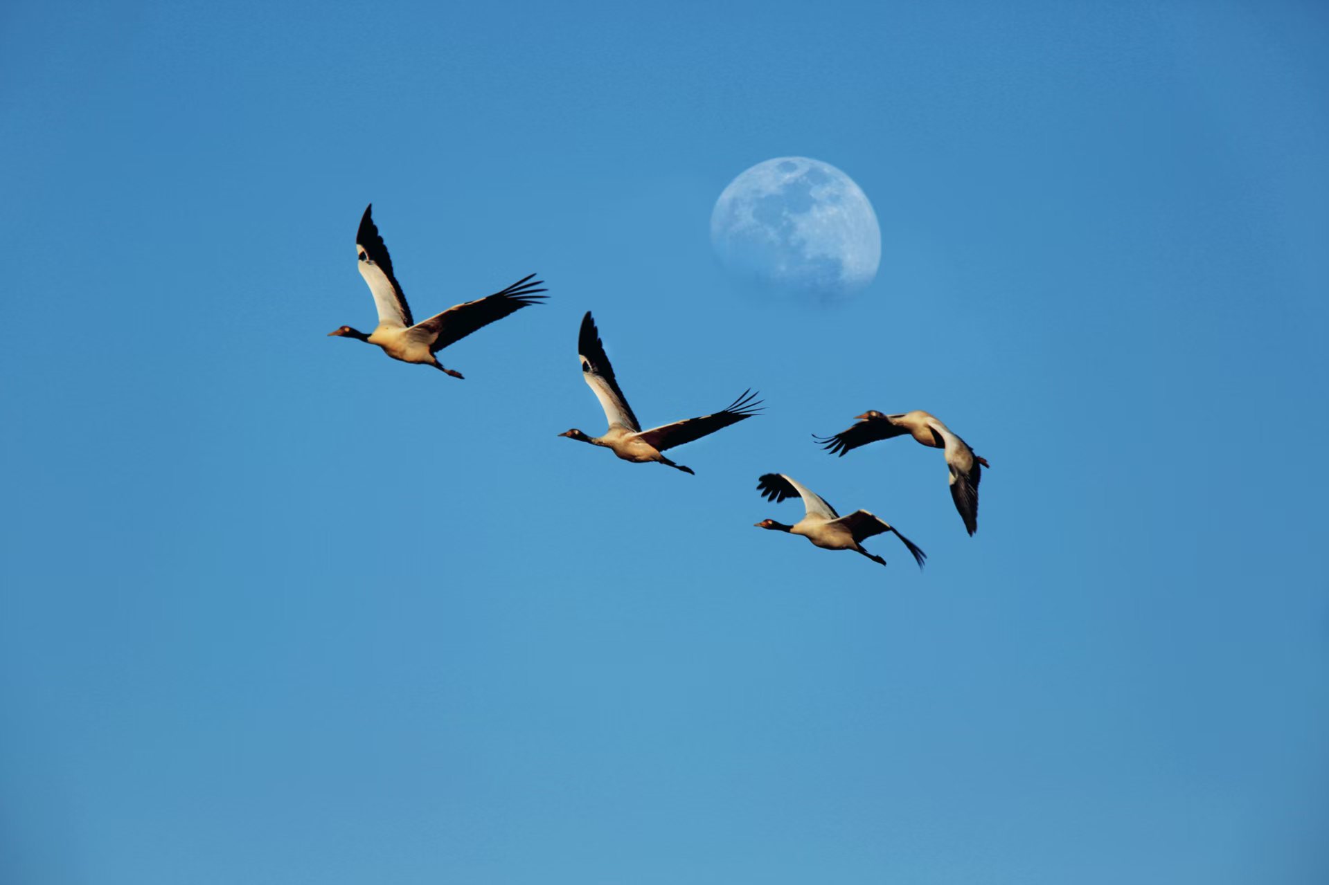 大山包黑颈鹤在自由翱翔