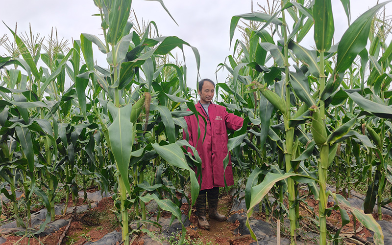 刘选宏查看种植的玉米。张磊摄