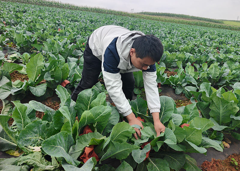 晏政检查种植的青花。张磊摄