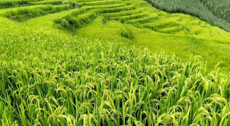 怒江瀘水：科技賦能推進旱地優質稻全域擴面種植