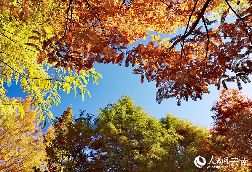 丽江中济海公园风景如画。和俭摄