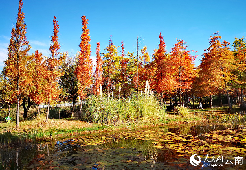丽江中济海公园风景如画。和俭摄