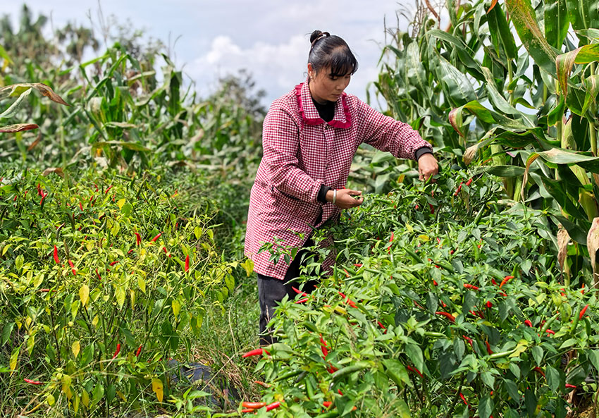 农户正在采摘辣椒。夏杨波摄