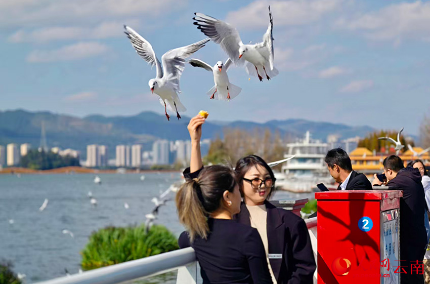 市民游客与海鸥合影。人民网 尹馨摄