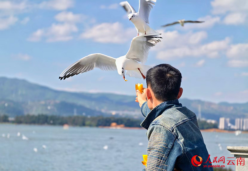 游客在昆明海埂大坝喂海鸥。人民网 尹馨摄