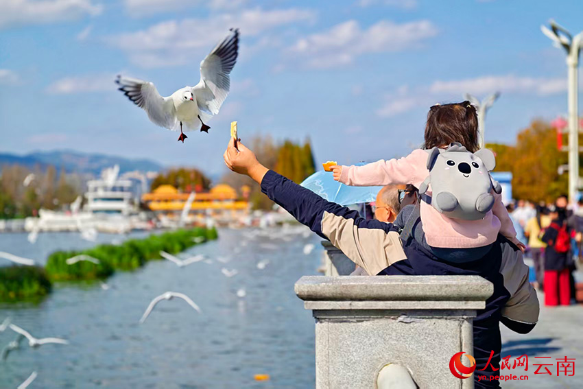 市民游客在昆明海埂大坝喂海鸥。人民网 尹馨摄
