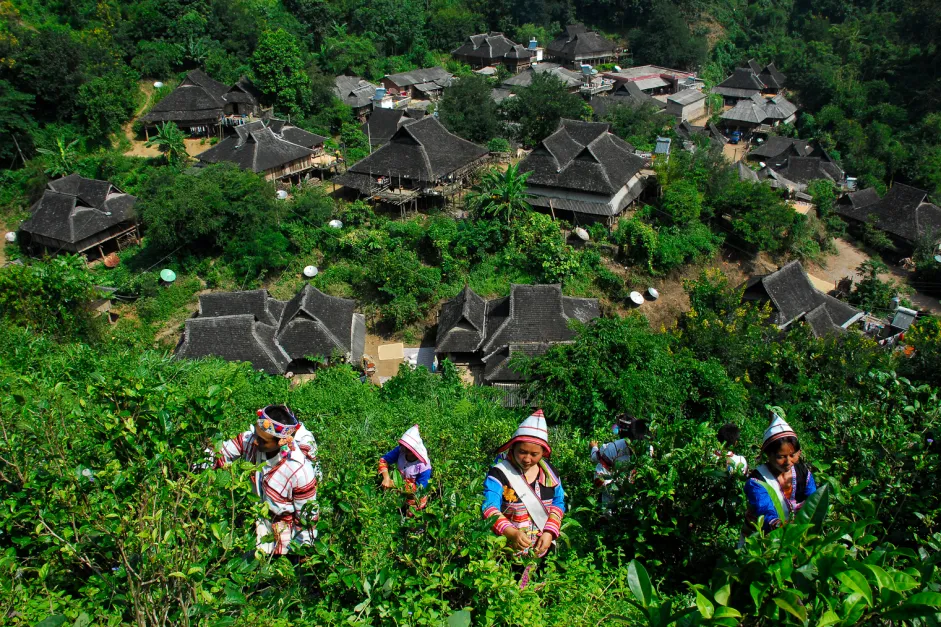 景洪市基诺山基诺族乡打造茶文旅综合体。基诺山基诺族乡人民政府供图