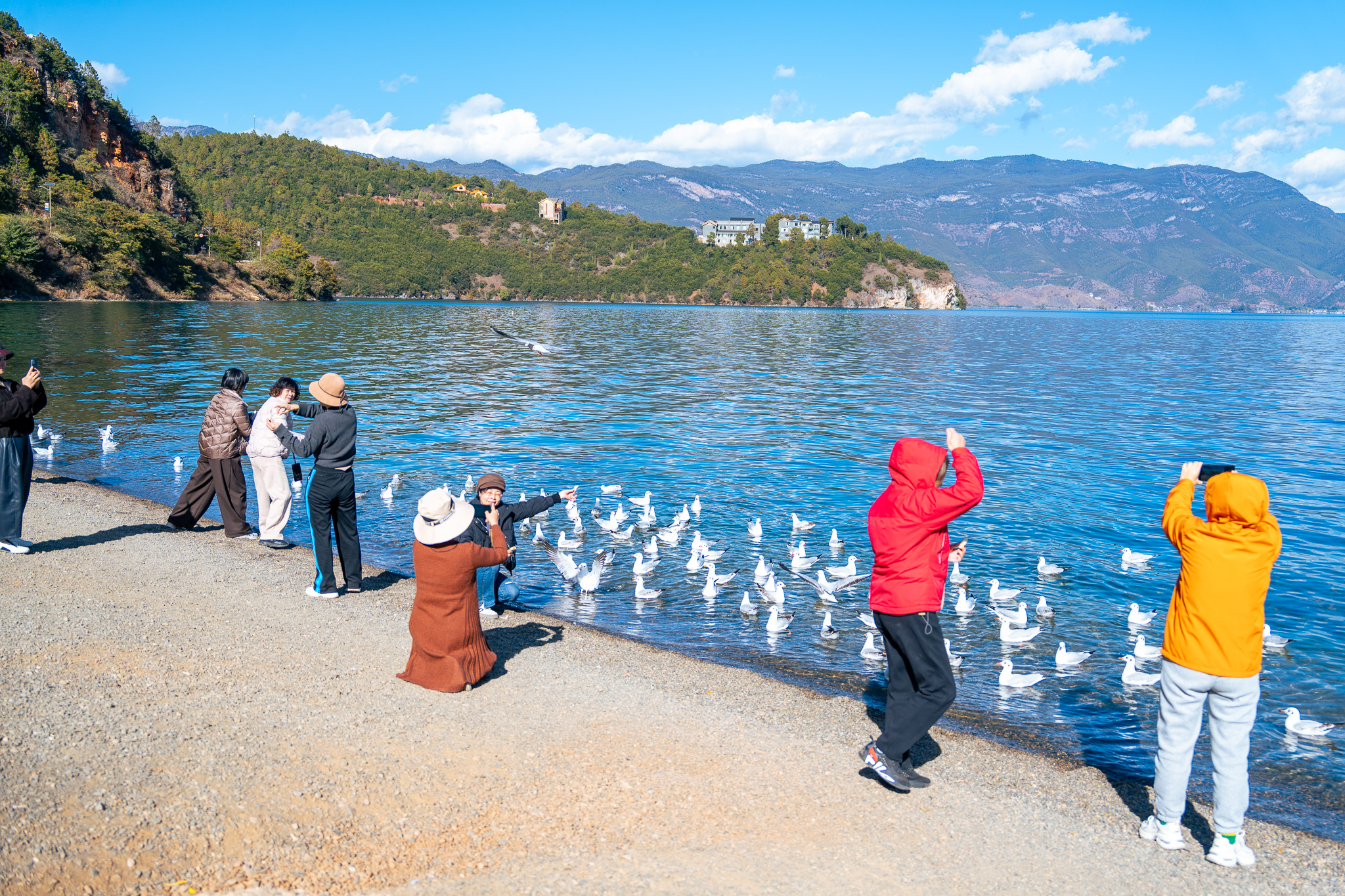 游客在泸沽湖畔拍摄红嘴鸥，丽江市委宣传部供图