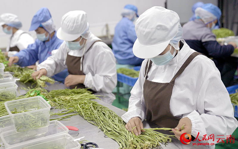 贡菜加工车间内，工人忙碌不停。人民网 吕仁能摄