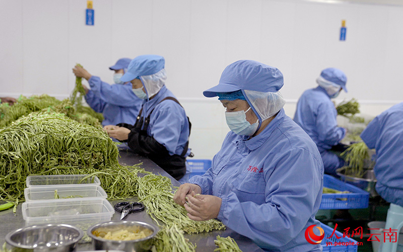 贡菜加工车间内，工人忙碌不停。人民网 吕仁能摄