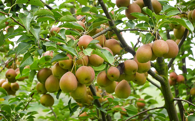 丰收的葫芦梨。邱美华摄