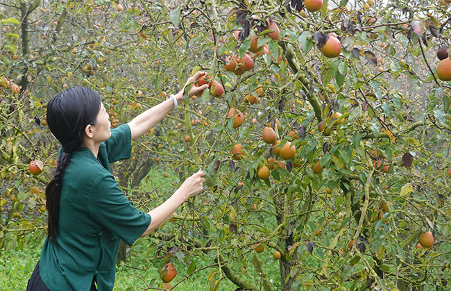 胡林岚在果园里测量葫芦梨甜度-邱美华摄-2025年11月19日