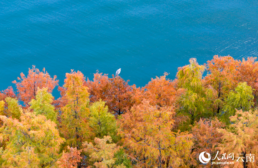 初冬洱海水杉美。鐘銘超攝