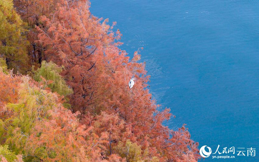 初冬洱海水杉美。钟铭超摄