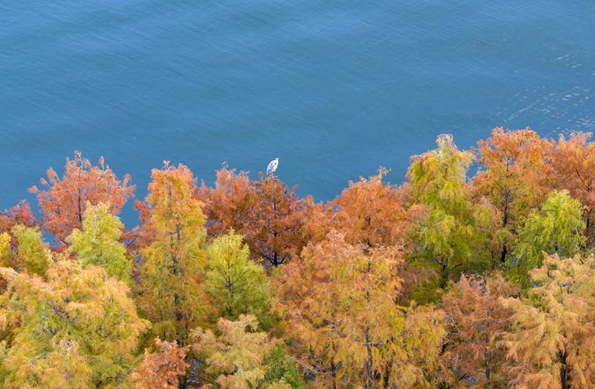 初冬洱海畔 水清杉红美如画