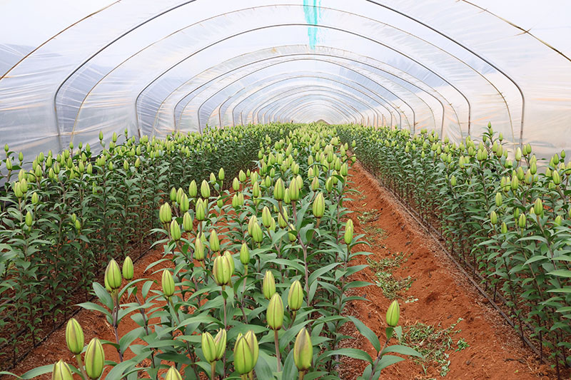 百合花长势喜人。