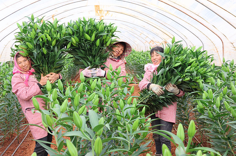 工人们采收百合花。