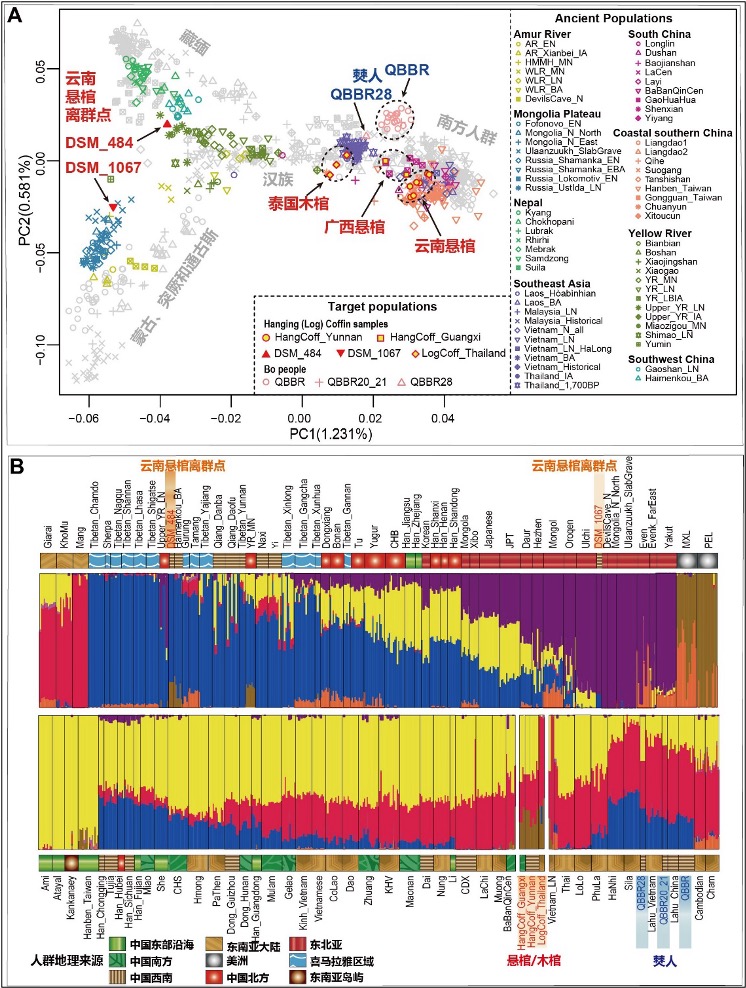 【图2】悬棺葬人群与僰人的遗传结构（A. 主成分分析; B. 遗传祖源成分分析）。 受访者供图
