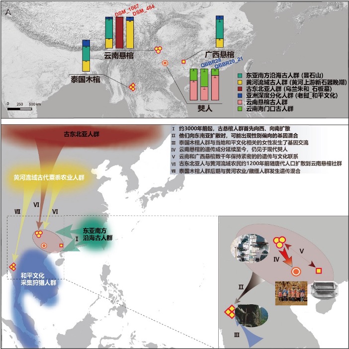 【图3】悬棺人群的遗传祖源与悬棺葬习俗传播历史重构。 受访者供图