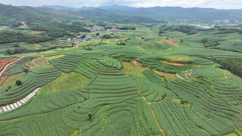 景谷甘蔗种植基地。周翔宇摄