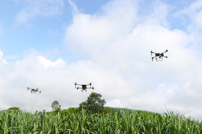 无人机飞防。周翔宇摄