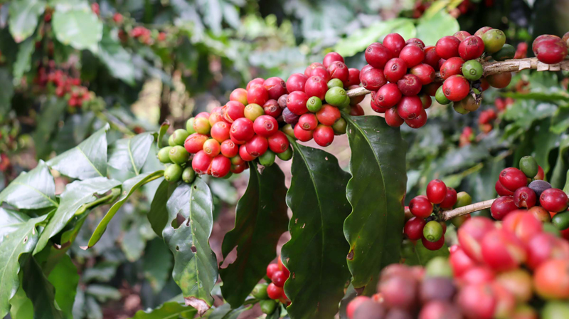 咖啡果挂满枝头。师萌摄