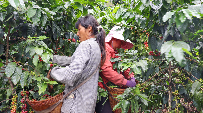 村民在采摘咖啡果。师萌摄