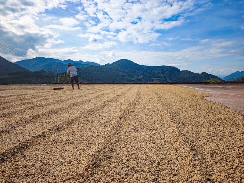 咖啡晾晒。王志清摄