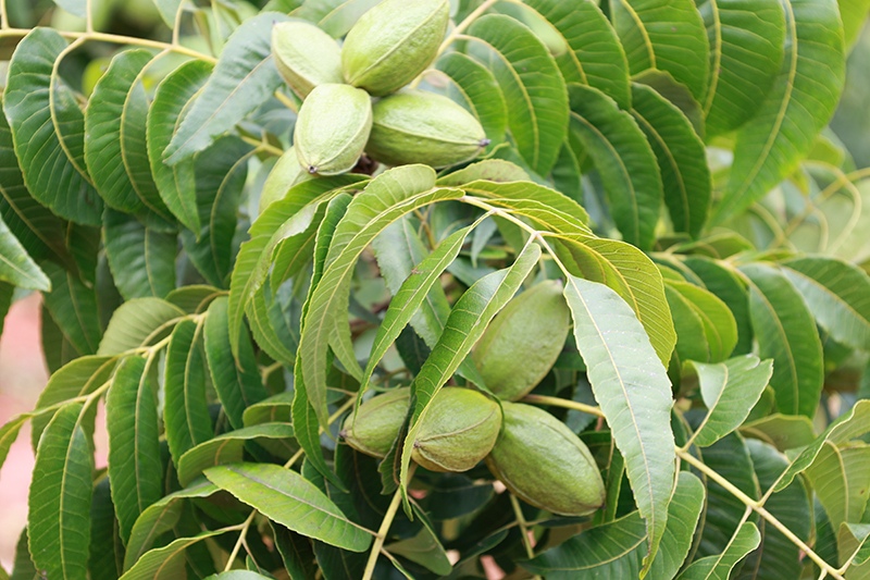 碧根果果實