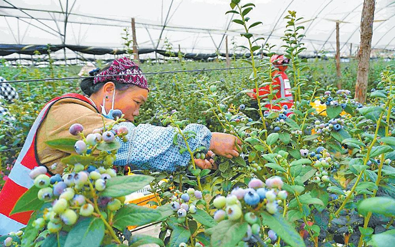 云南蓝莓鲜甜上市